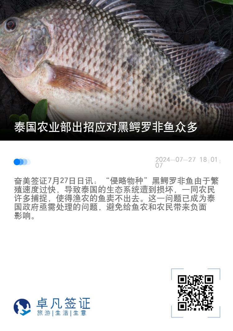 泰国农业部出招应对黑鳄罗非鱼众多