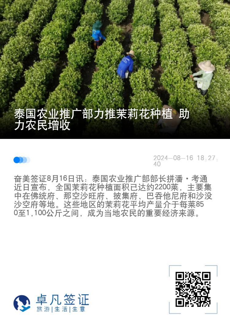 泰国农业推广部力推茉莉花种植 助力农民增收