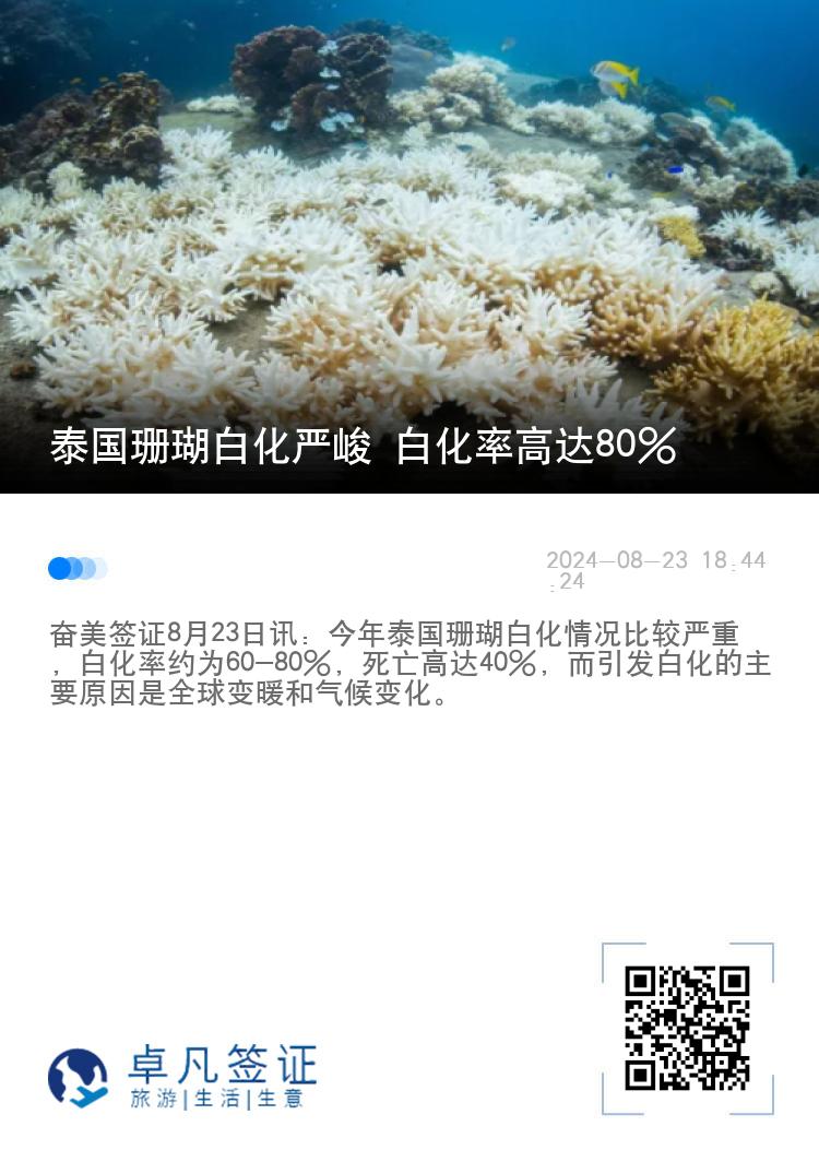 泰国珊瑚白化严峻 白化率高达80%